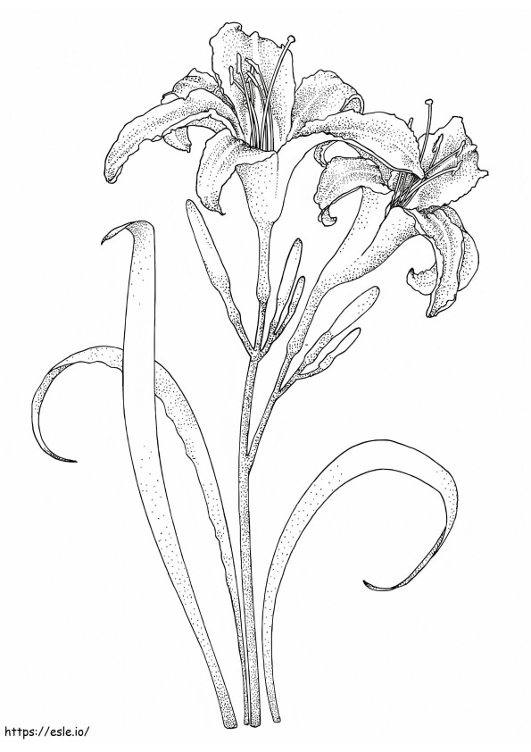 Coloriage Tige de lys avec deux fleurs à imprimer dessin