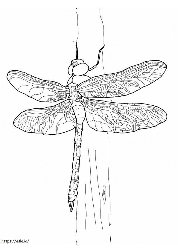 Green Darner Dragonfly coloring page