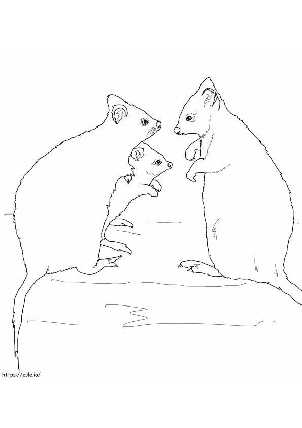 Quokka Family coloring page