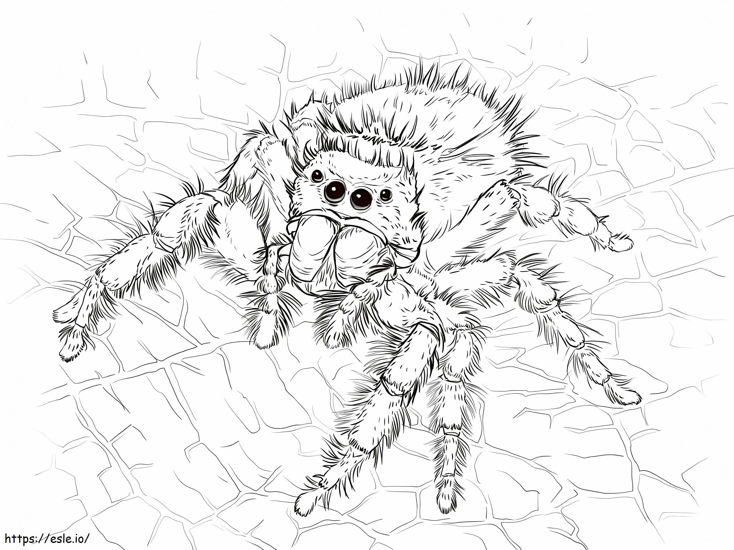 Daring Jumping Spider coloring page