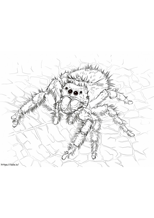 Laba-laba Melompat yang Berani Gambar Mewarnai