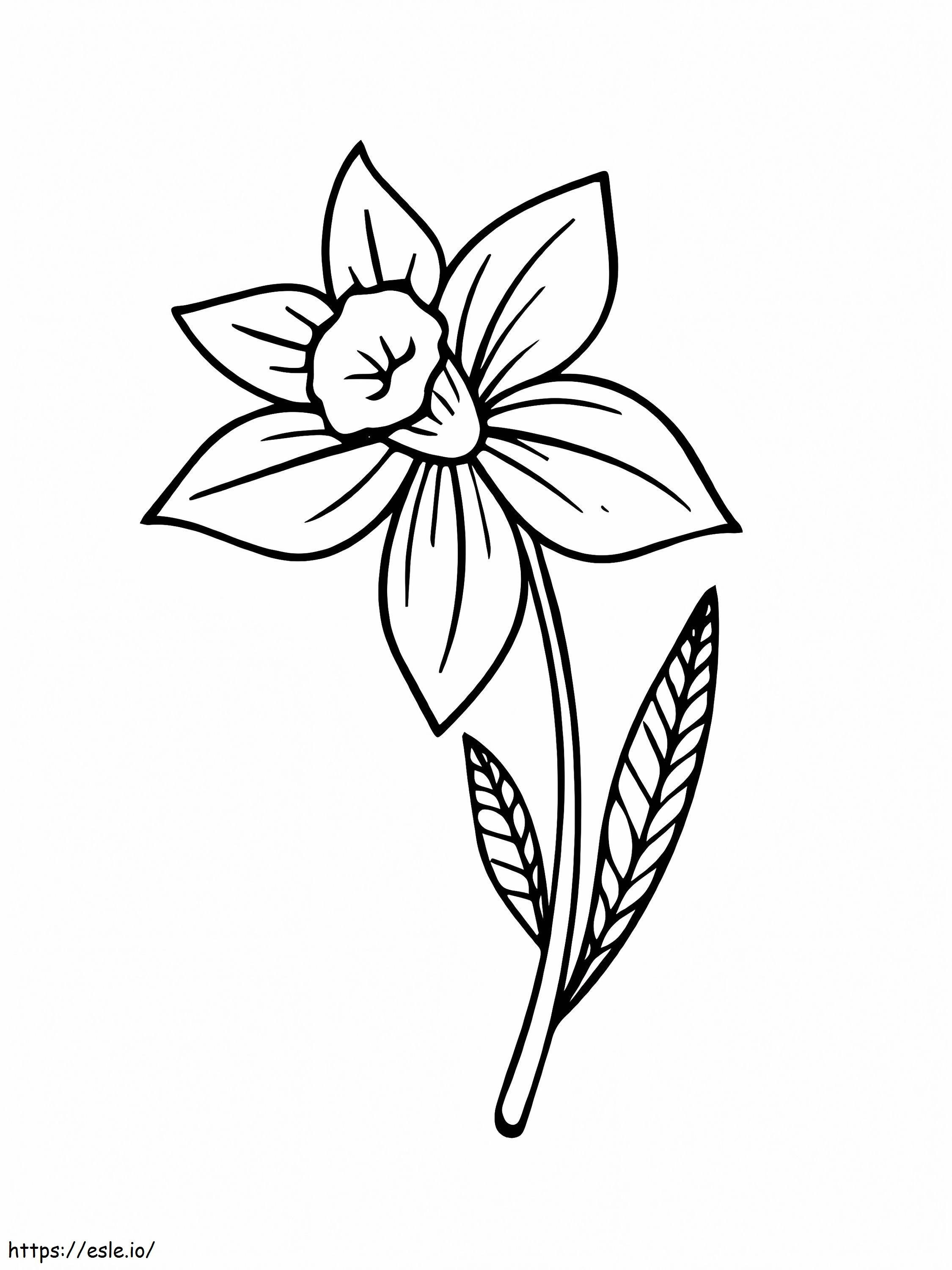 Kwiat Żonkila kolorowanka