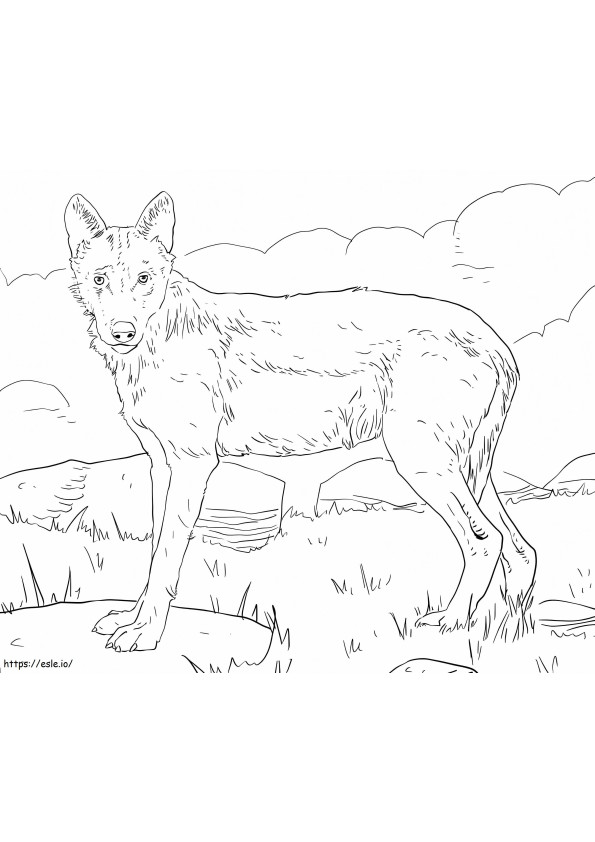 Iberische Wolf kleurplaat