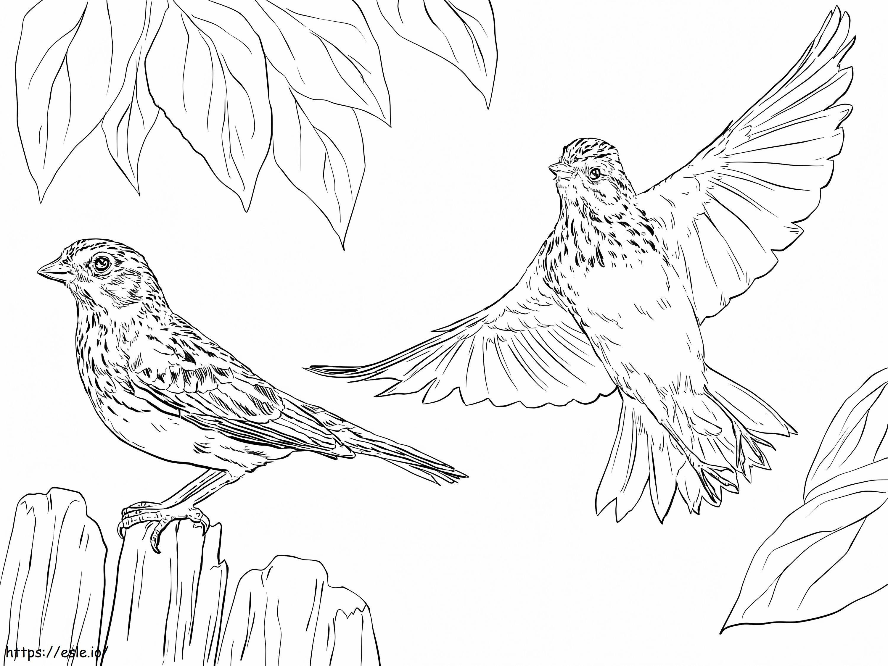 Vesper Sparrows coloring page