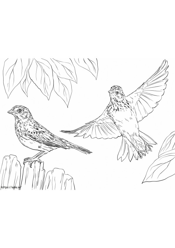 Vesper Sparrows coloring page