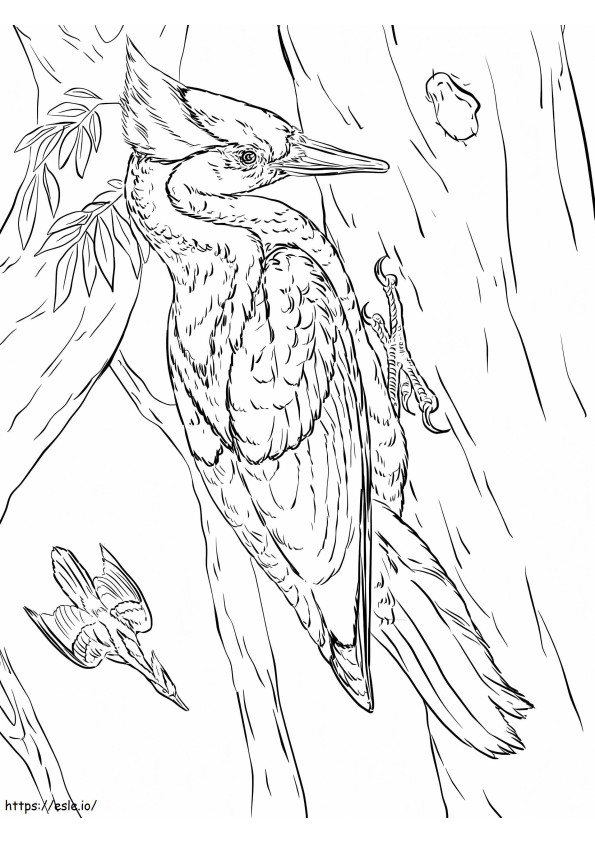 Ivory-Billed Woodpeckers coloring page