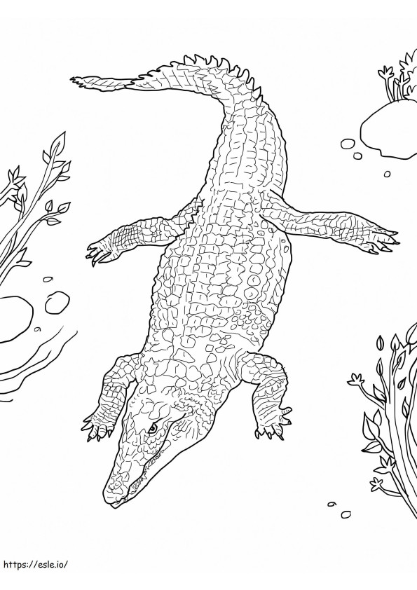 Tulostettava Niilin krokotiili värityskuva