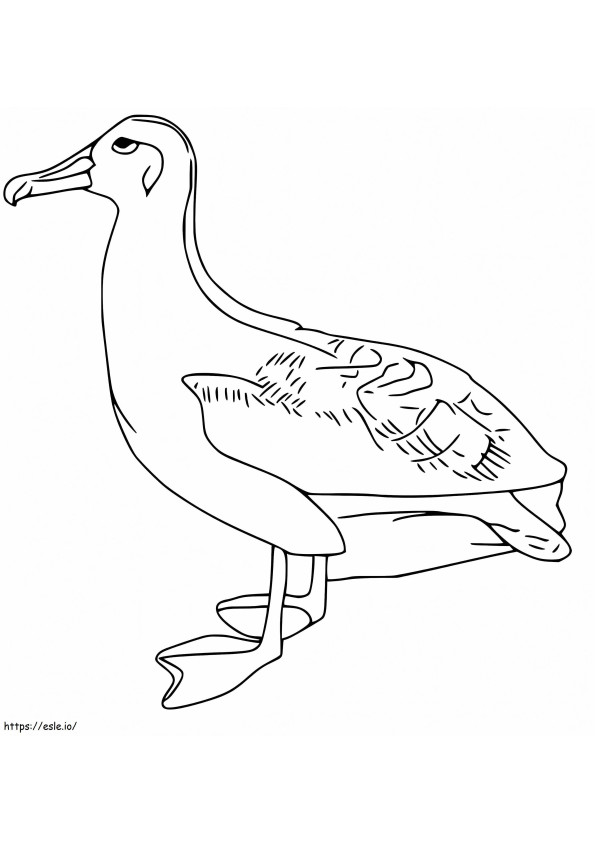 Coloriage Albatros 1 à imprimer dessin