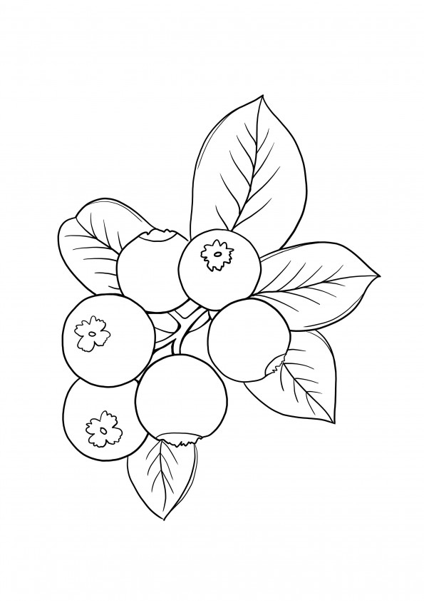 bunch of blueberries free printing and coloring page