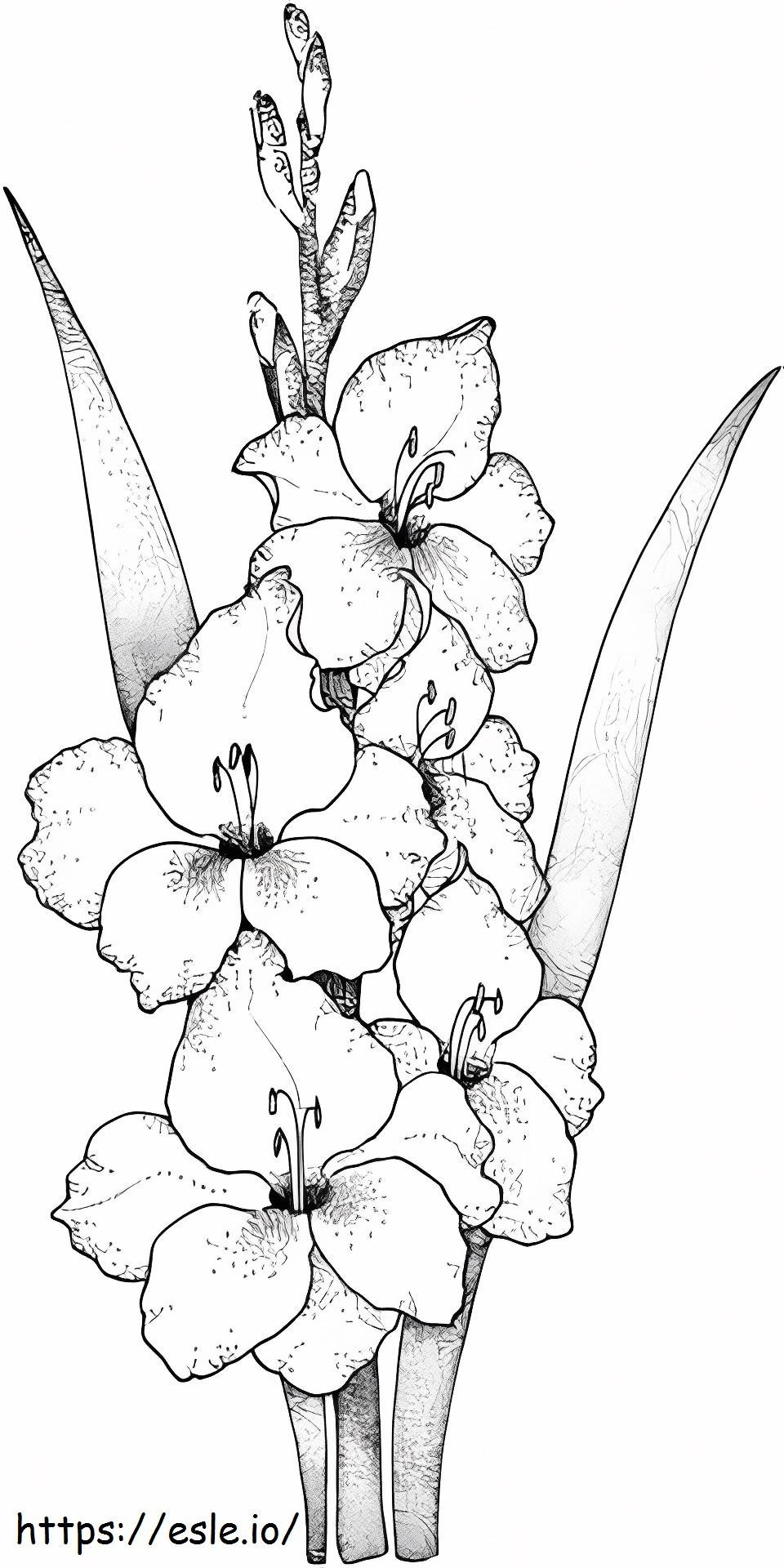 Gladiolus 1 kifestő