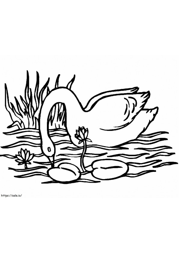 cisne nadando para colorir