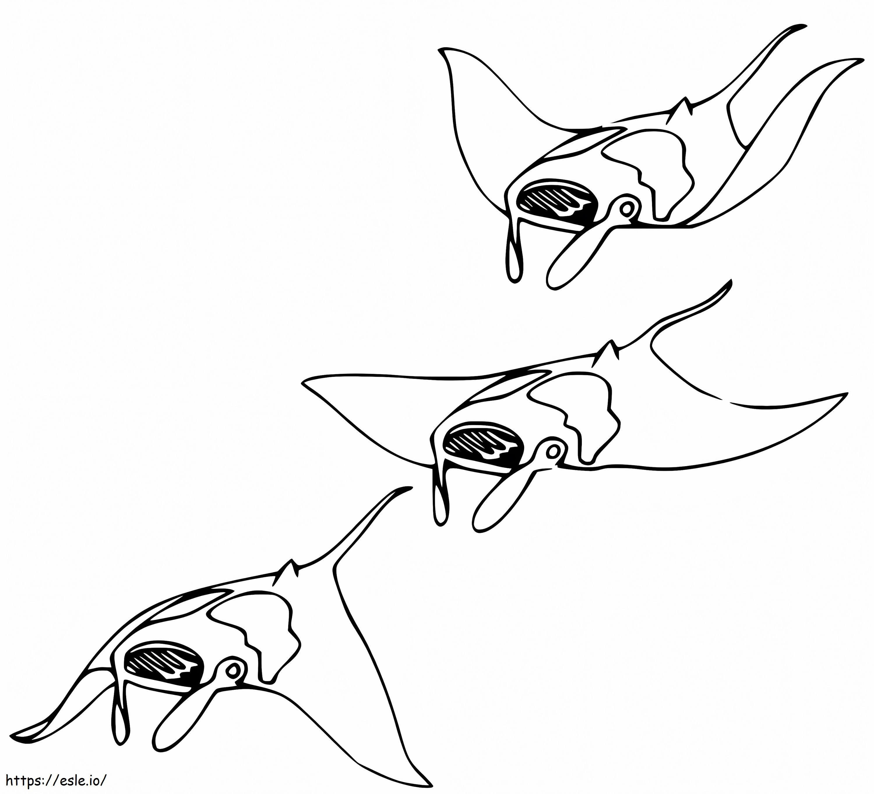 Three Manta Rays coloring page