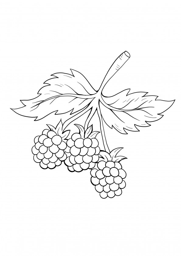 raspberries coloring image to color and print for free