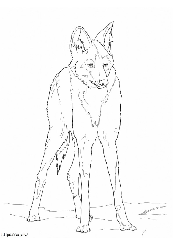 Coloriage Loup à crinière à imprimer dessin