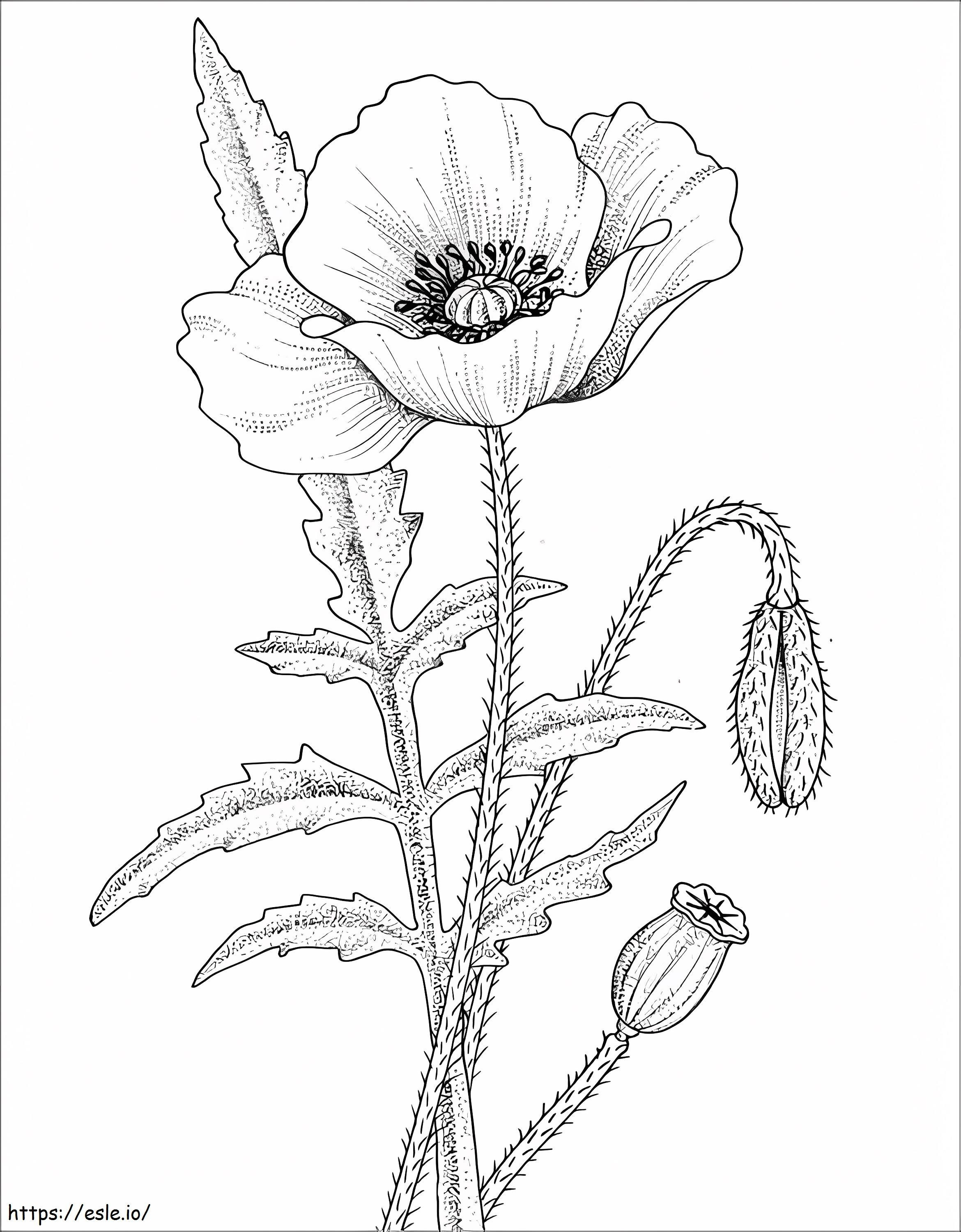 Poppy 3 coloring page