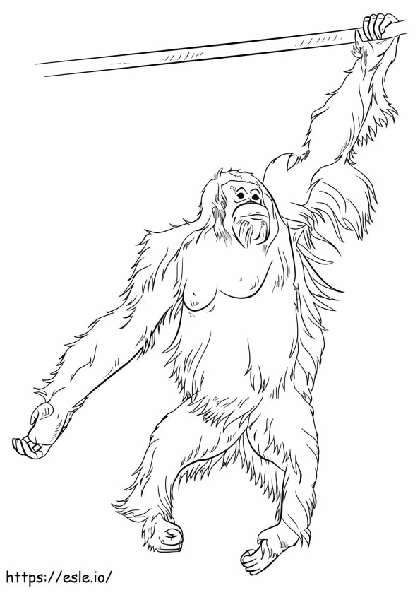 Orangutan Climbing Branch Tree coloring page