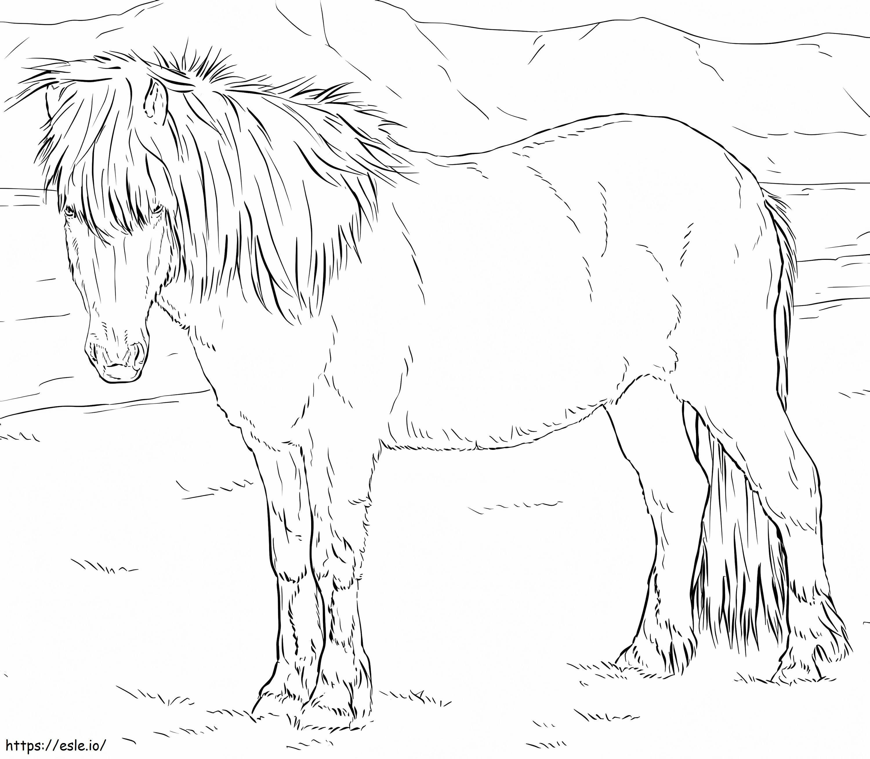 Cavalo islandês realista para colorir