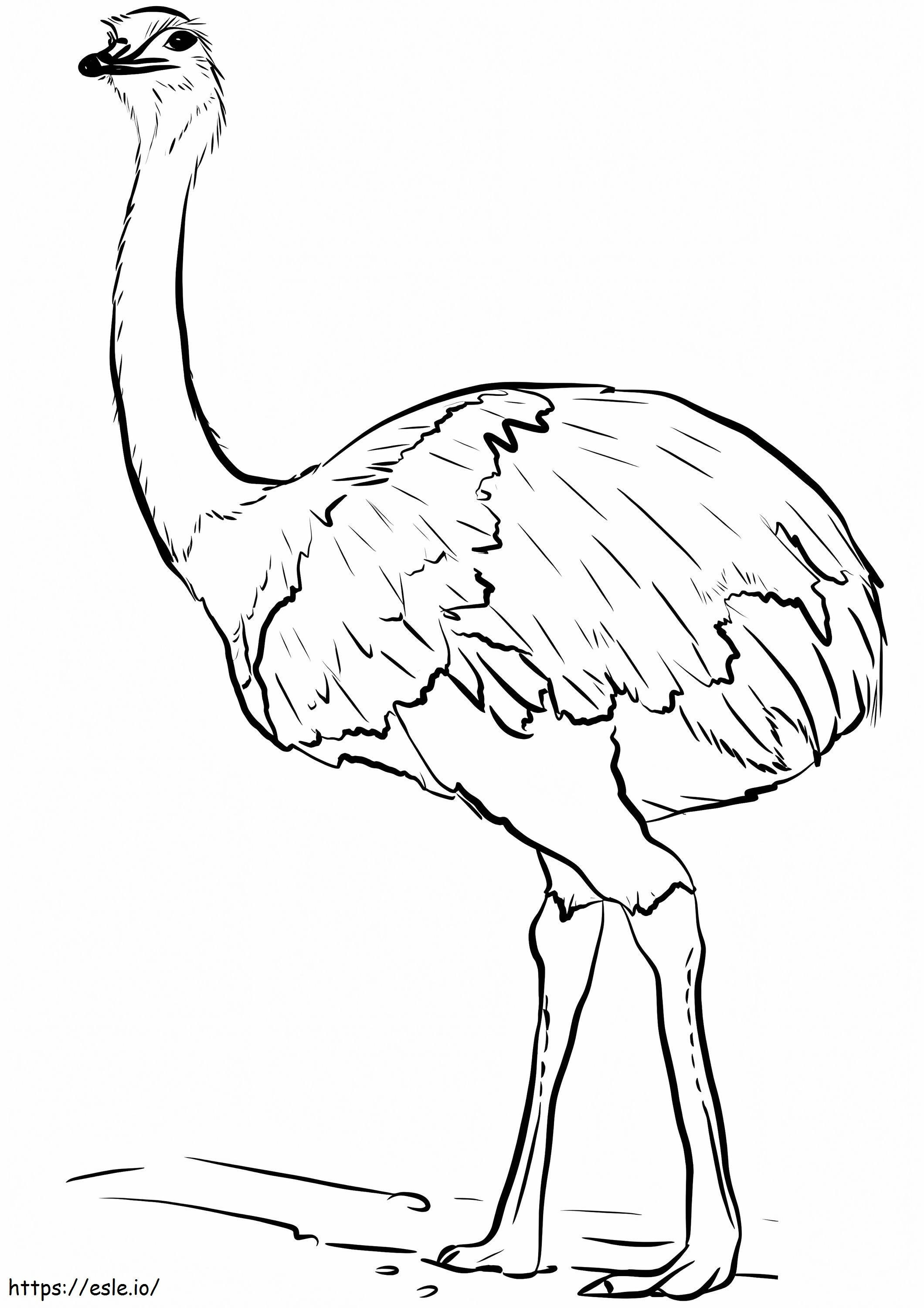 Emu Bird coloring page