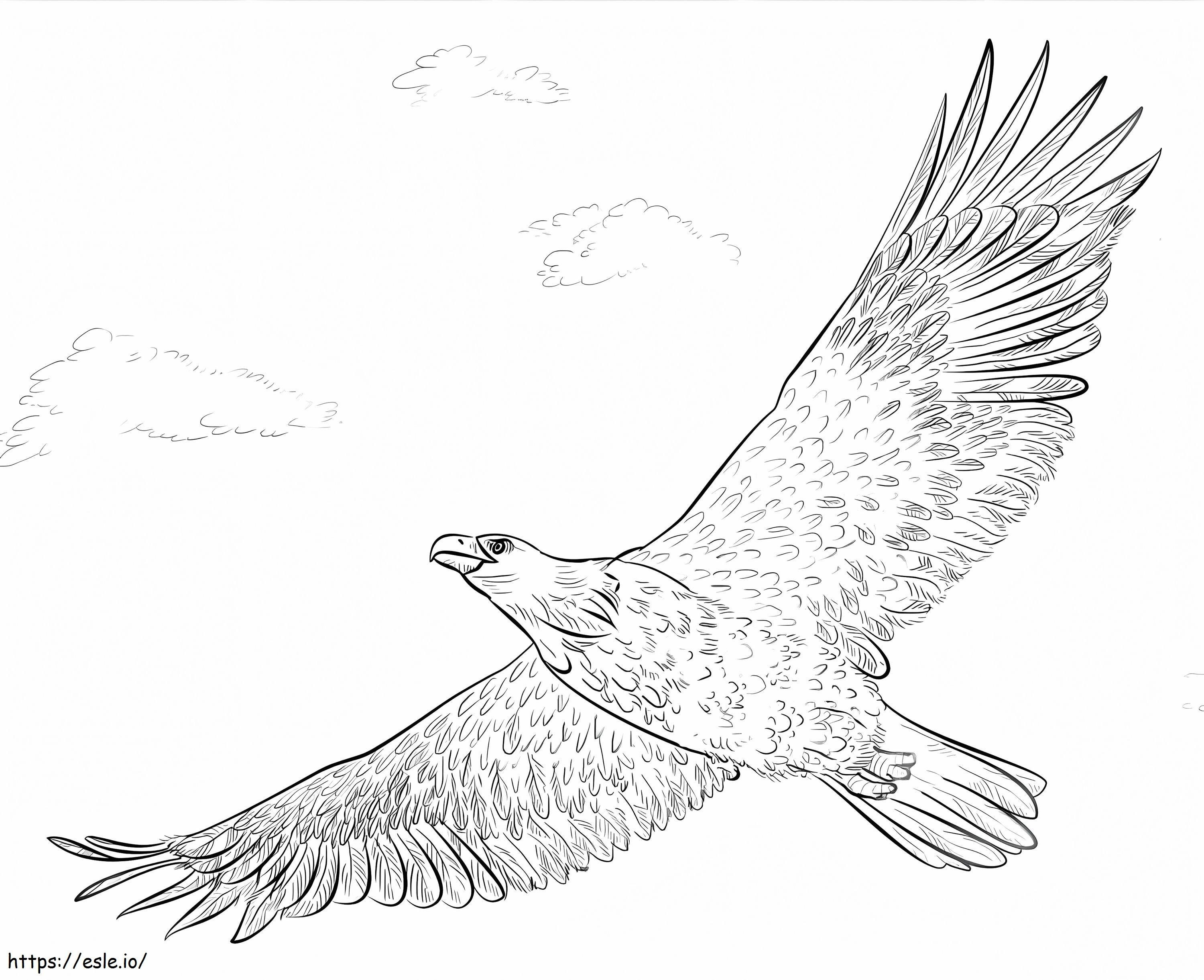 Aquila calva in volo da colorare