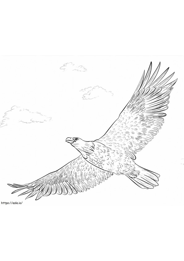 Bald Eagle lennossa värityskuva