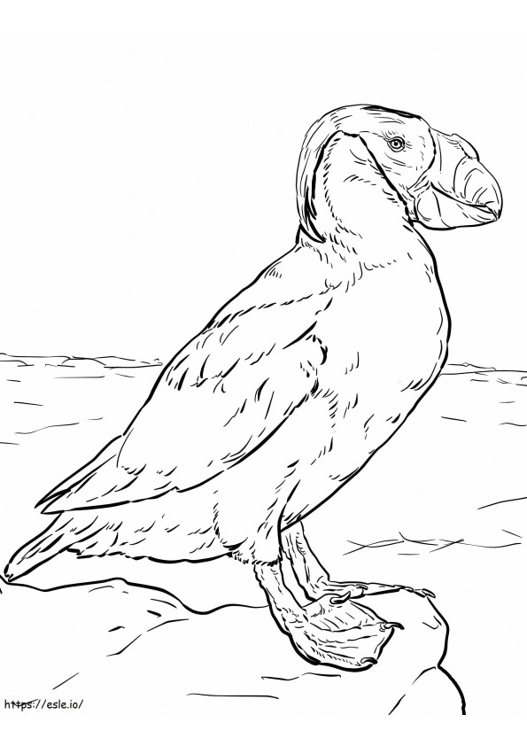 Tufted Puffin