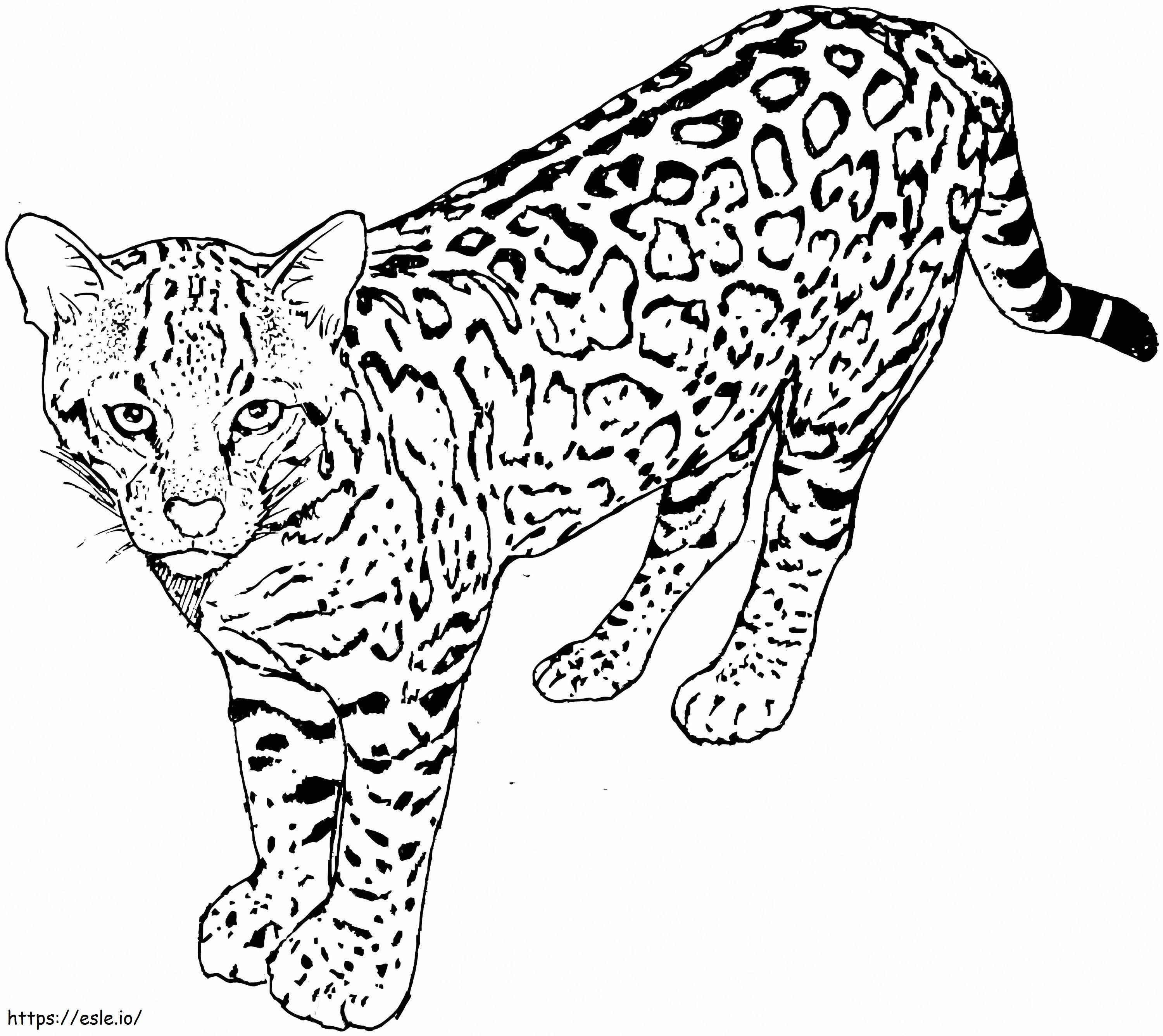 Leopardo 9 da colorare