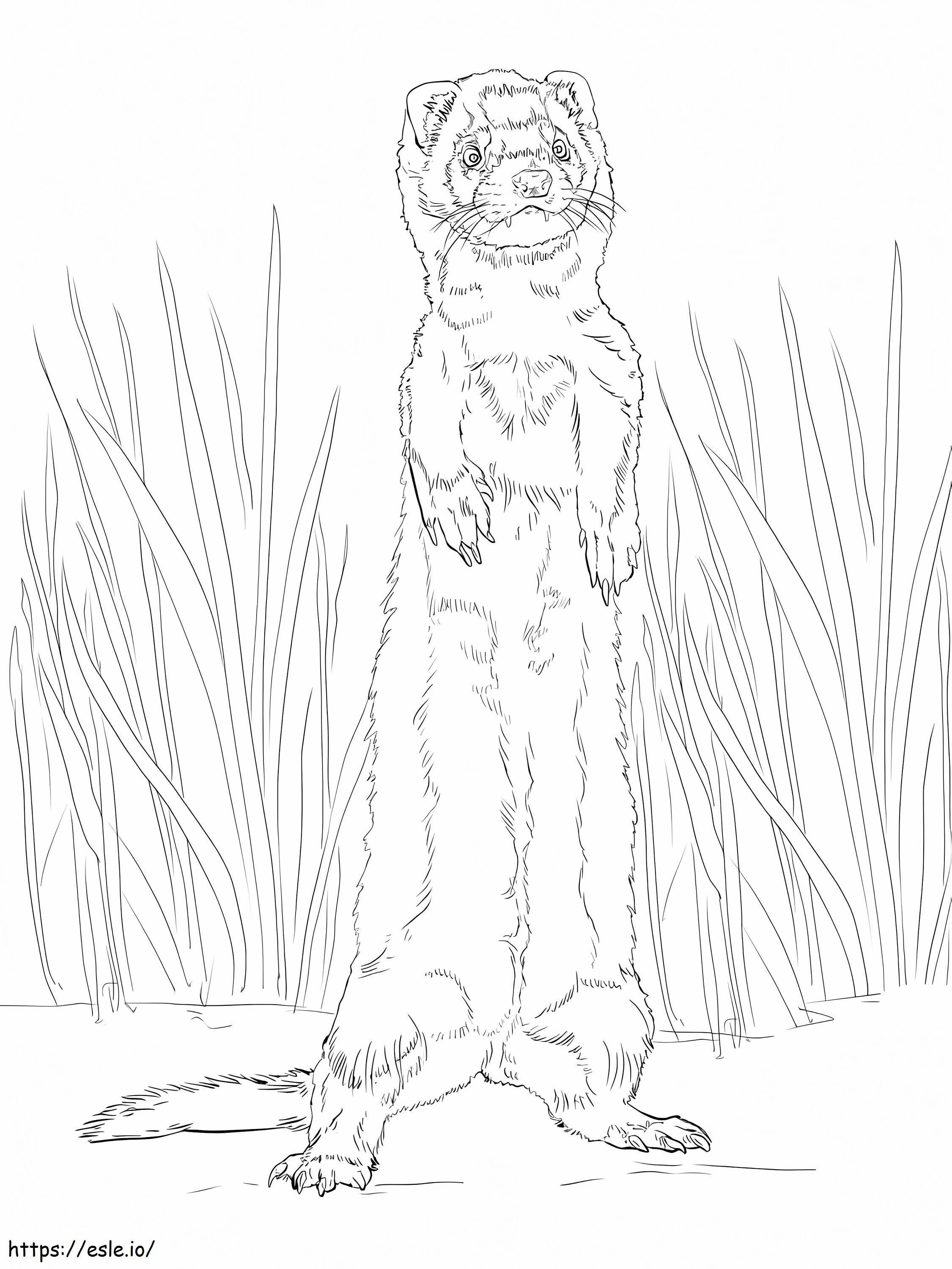 Realistic Ferret coloring page