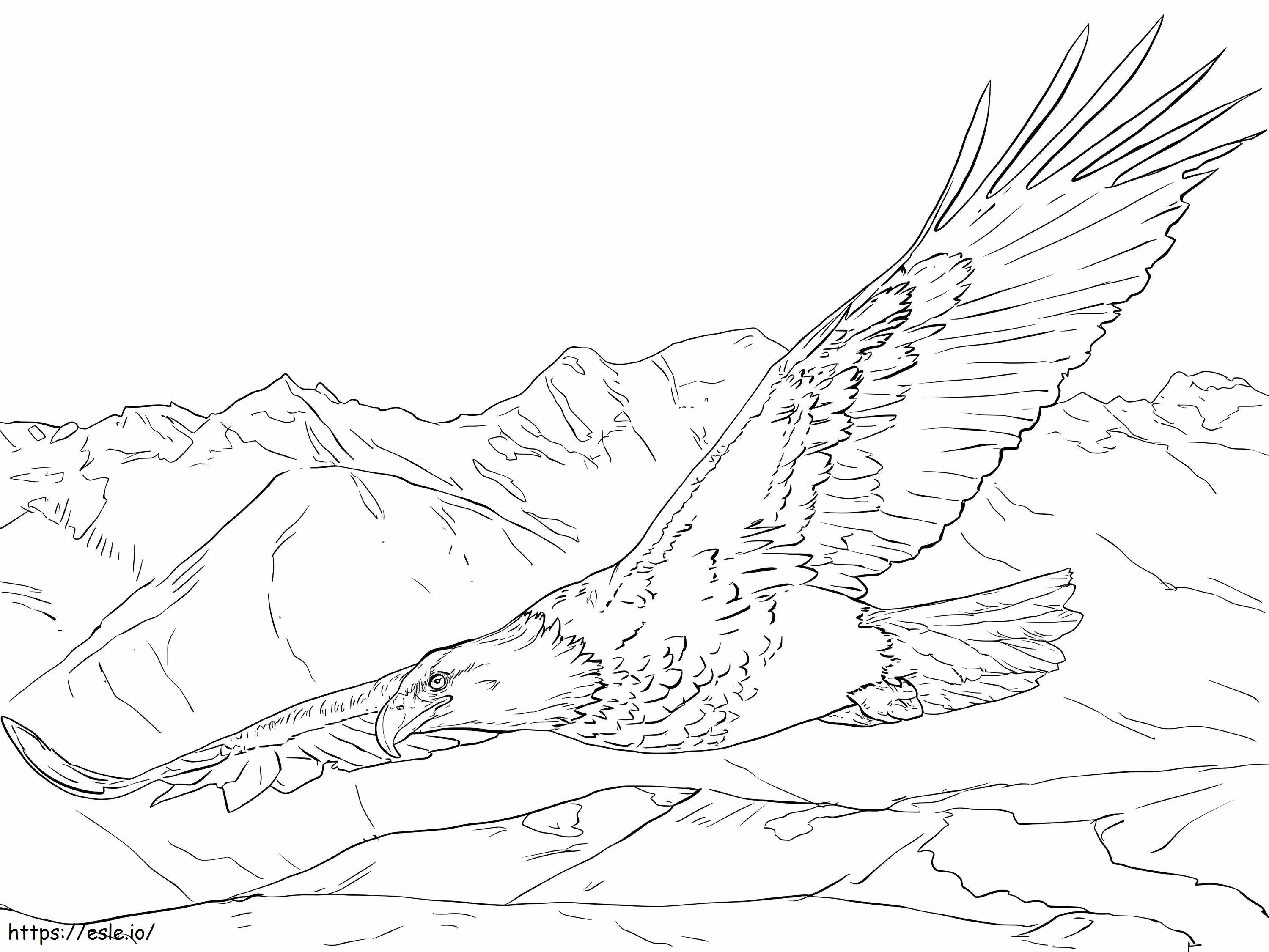 Aquila calva in volo da colorare
