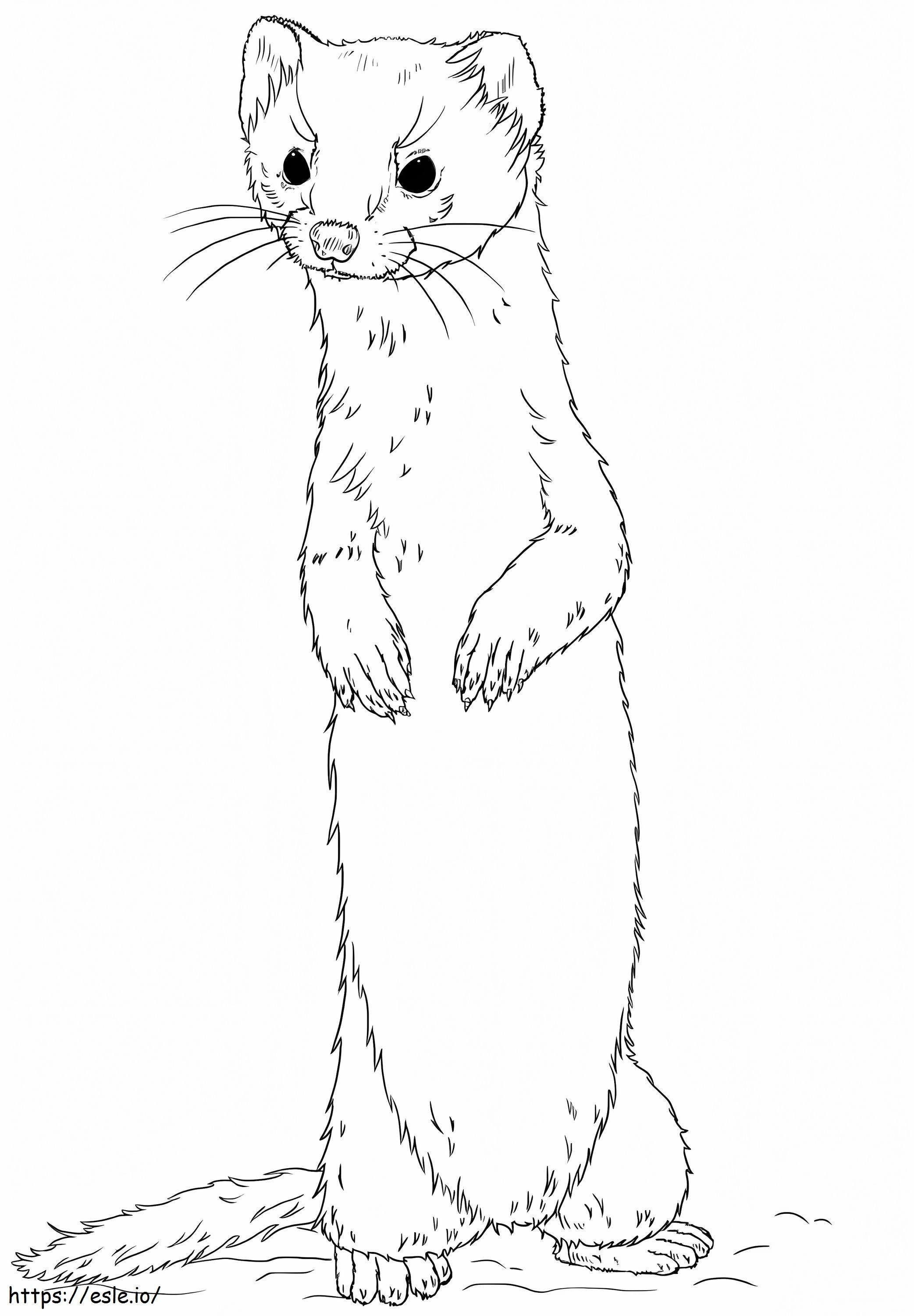 Weasel Standing coloring page