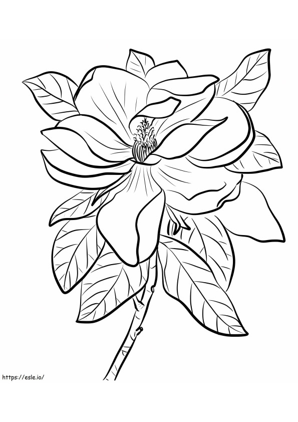  Magnolia