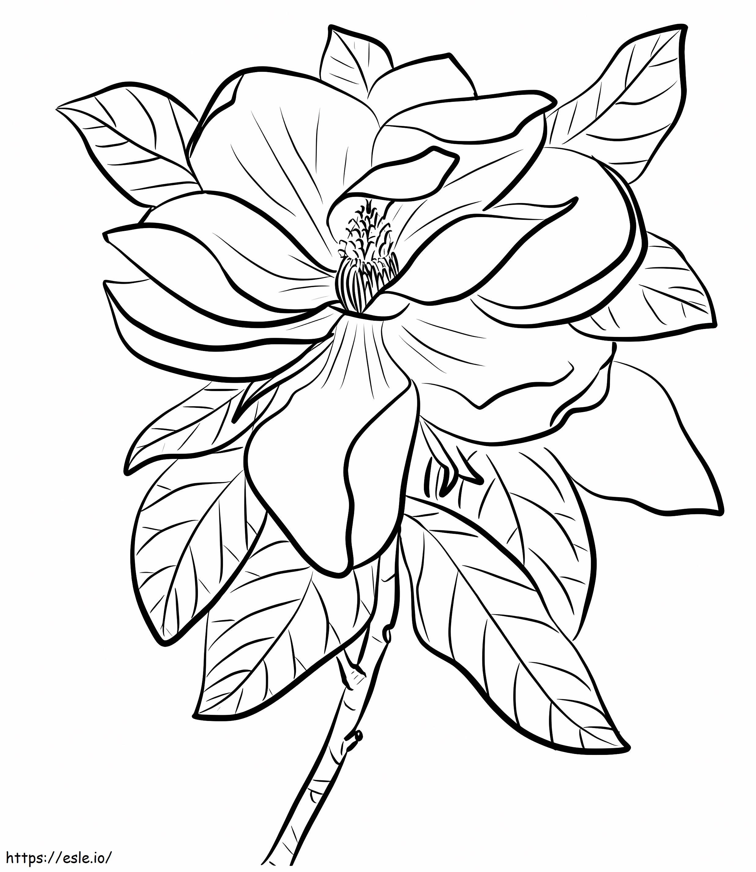 Magnolia coloring page