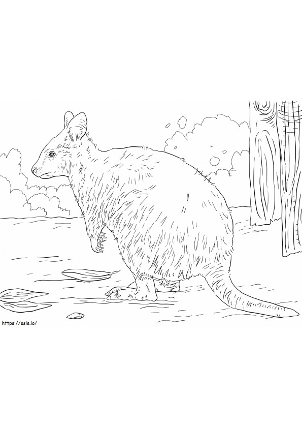 オーストラリアのクオッカ ぬりえ - 塗り絵
