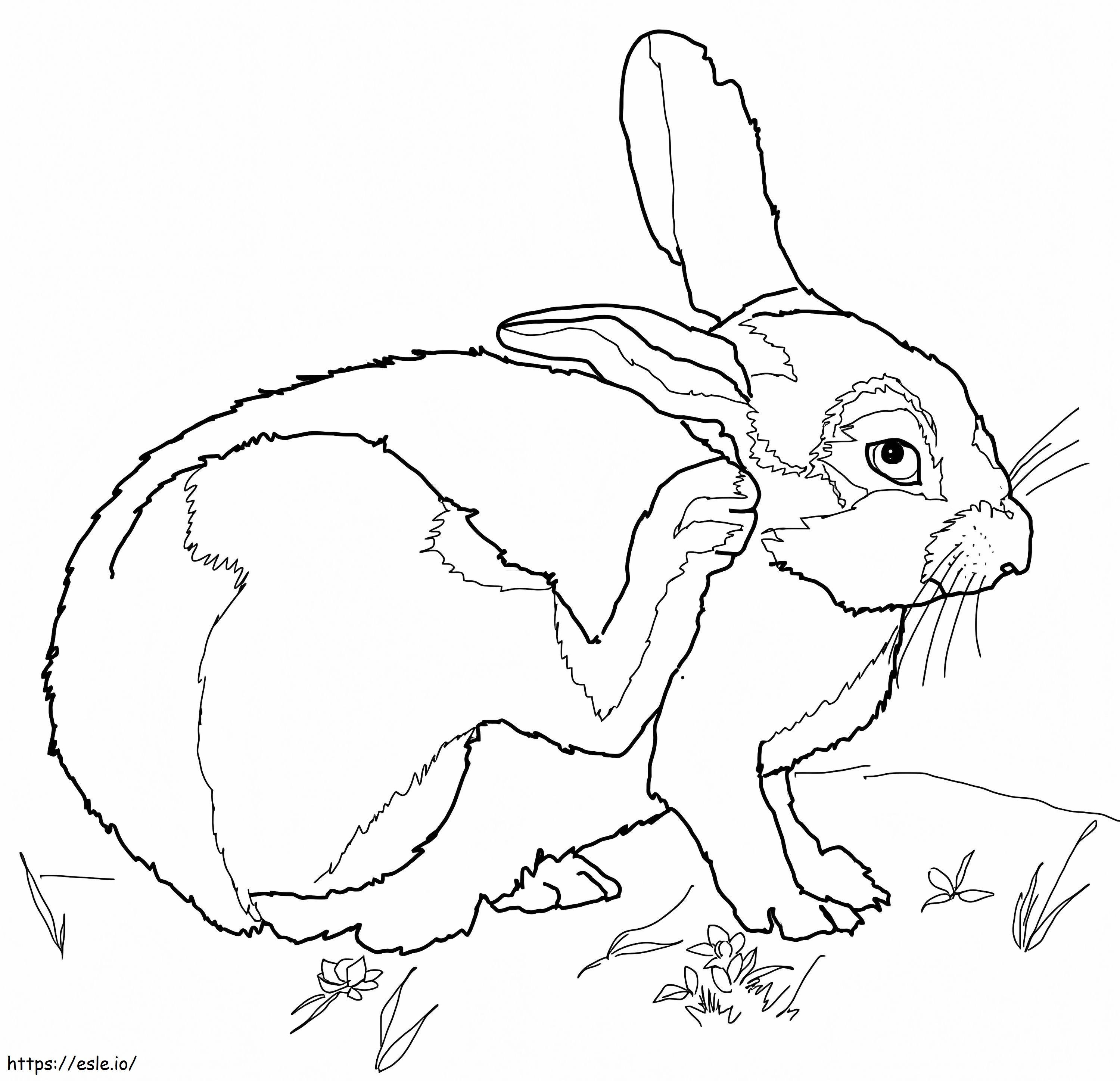 Desert Cottontail coloring page
