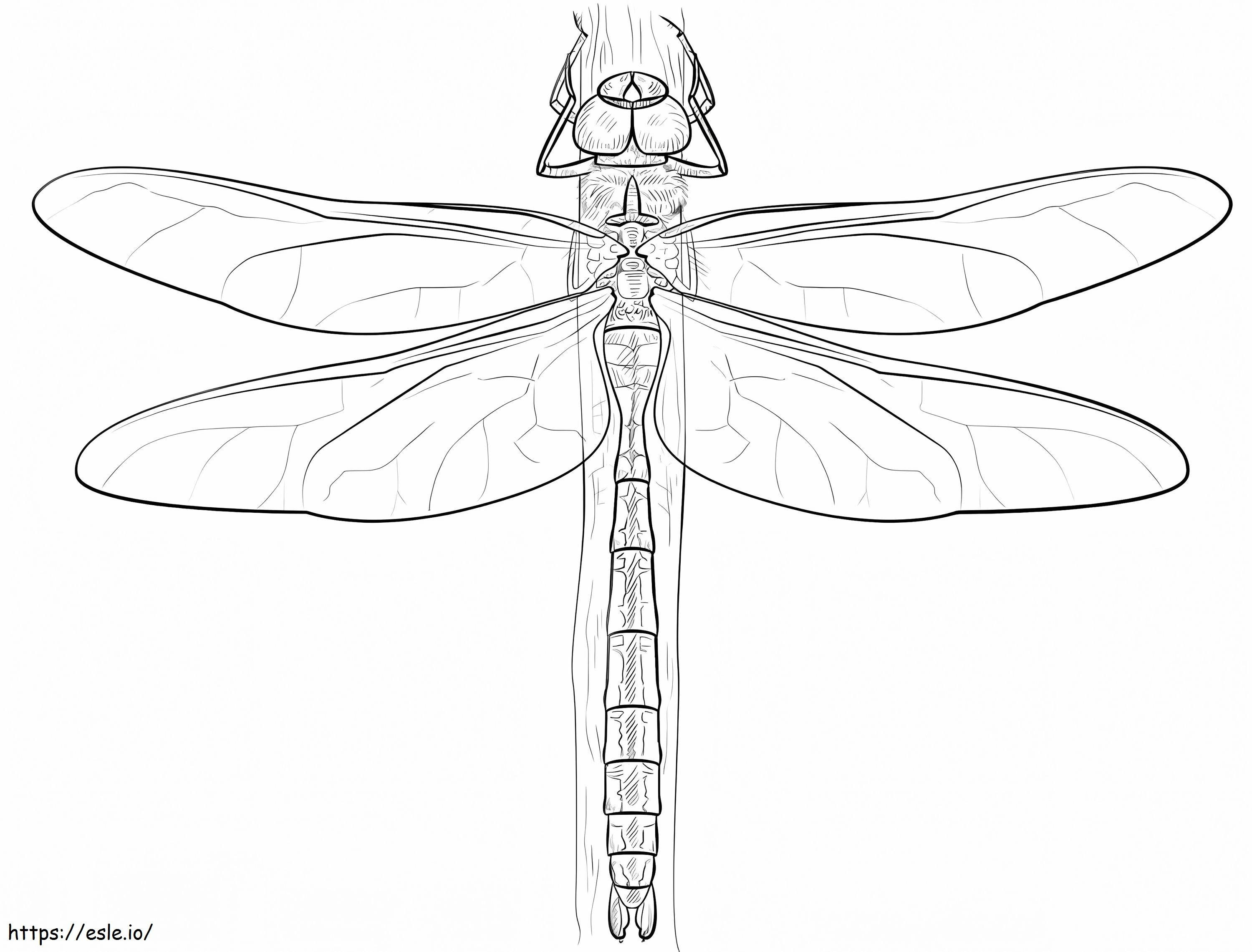 Emperor Dragonfly coloring page
