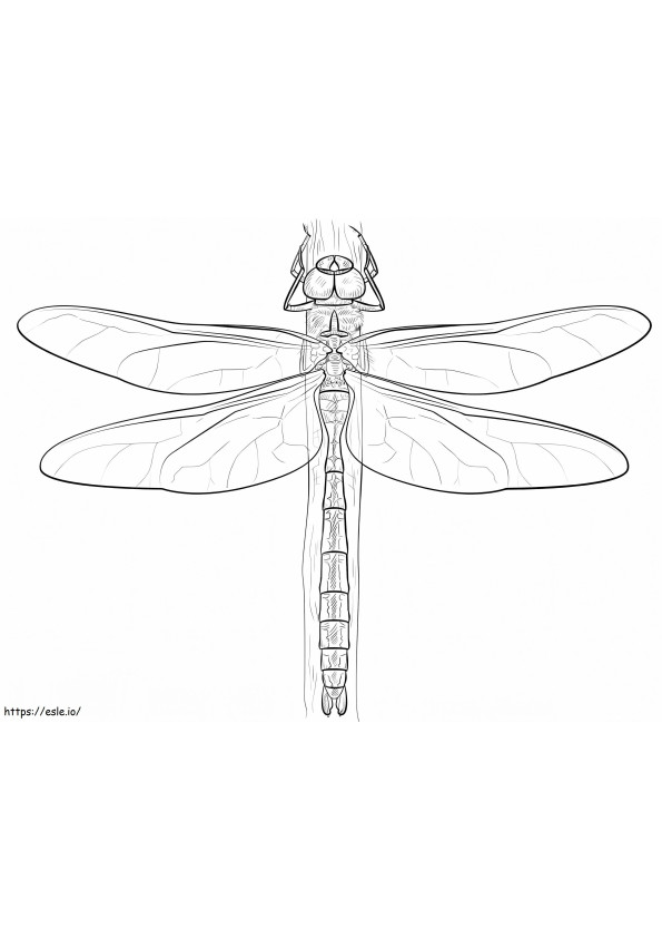 Emperor Dragonfly coloring page