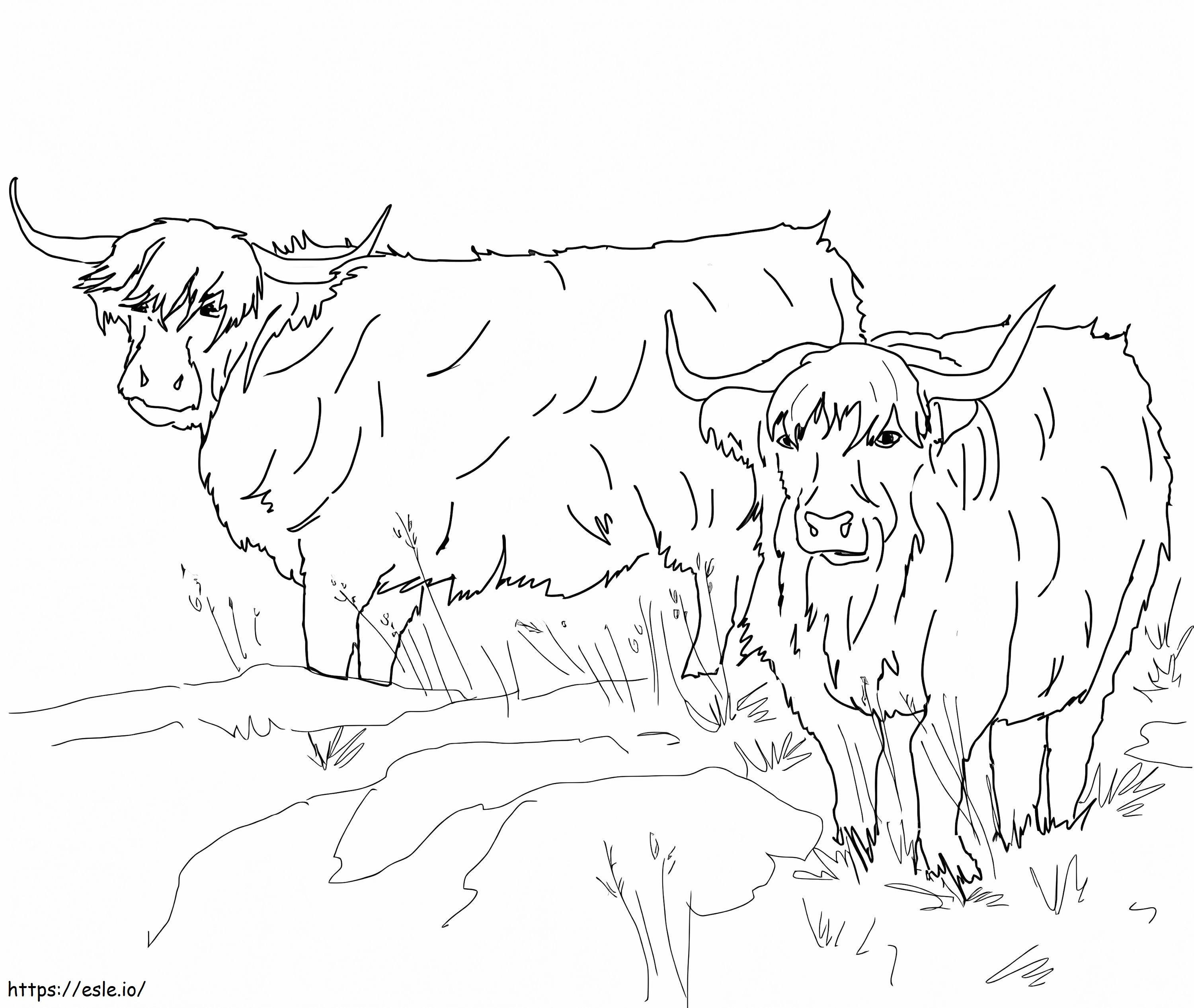 スコットランドのハイランド牛 ぬりえ - 塗り絵