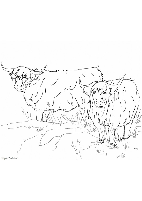 Skotlannin ylämaan karja värityskuva