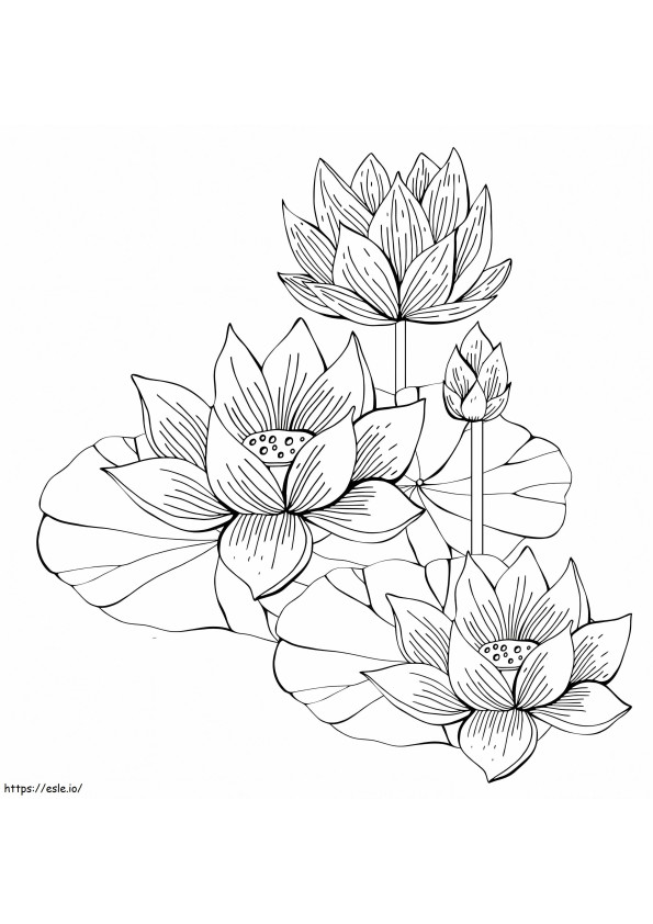 Flores de loto imprimibles para colorear