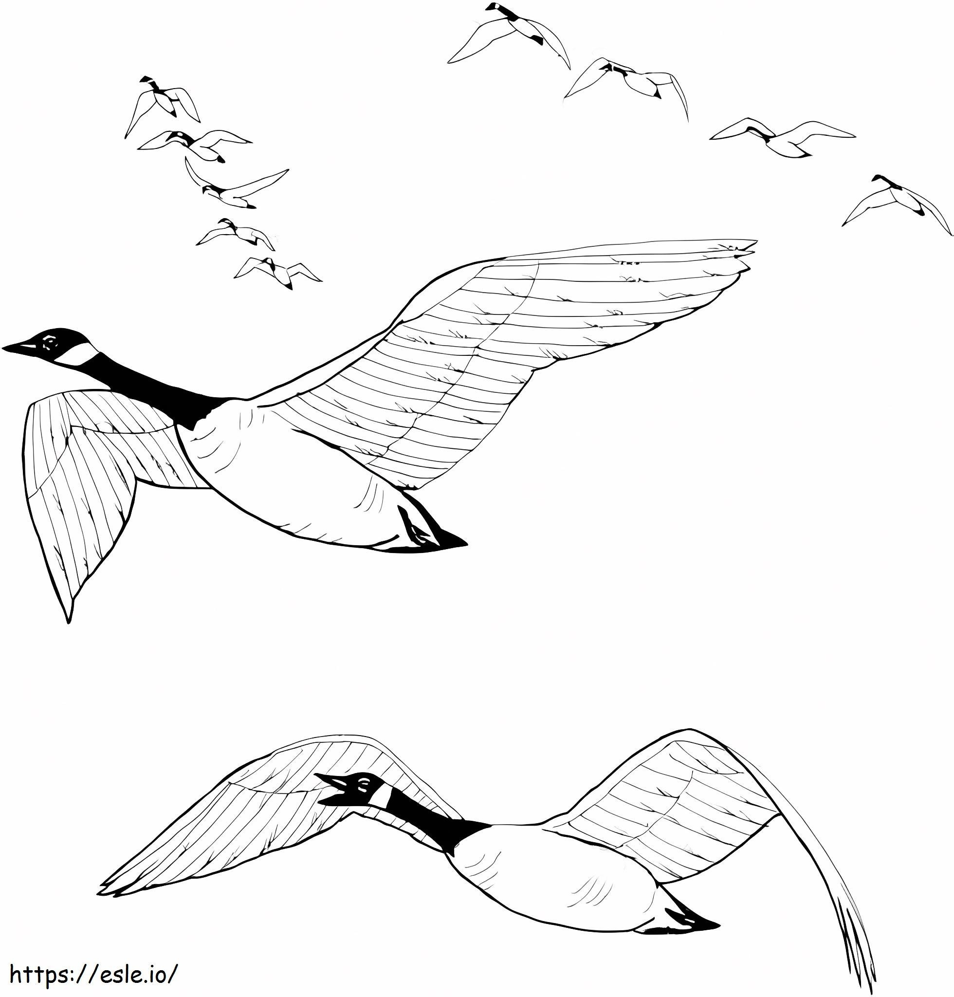 Flock Of Geese coloring page