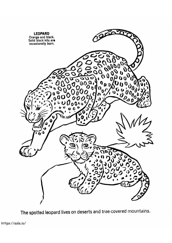 Leopard Sauvage coloring page