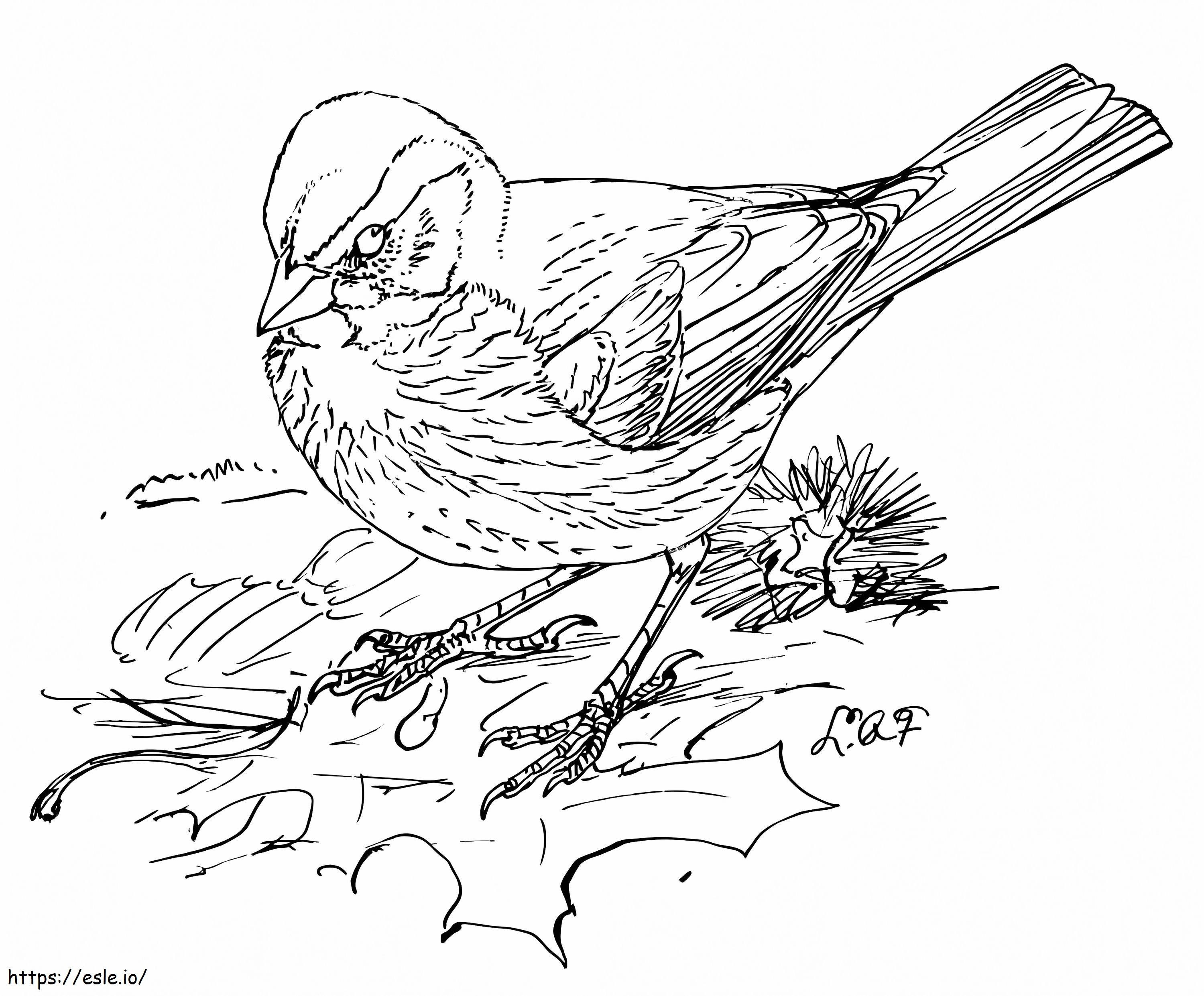 Sparrow Attack coloring page