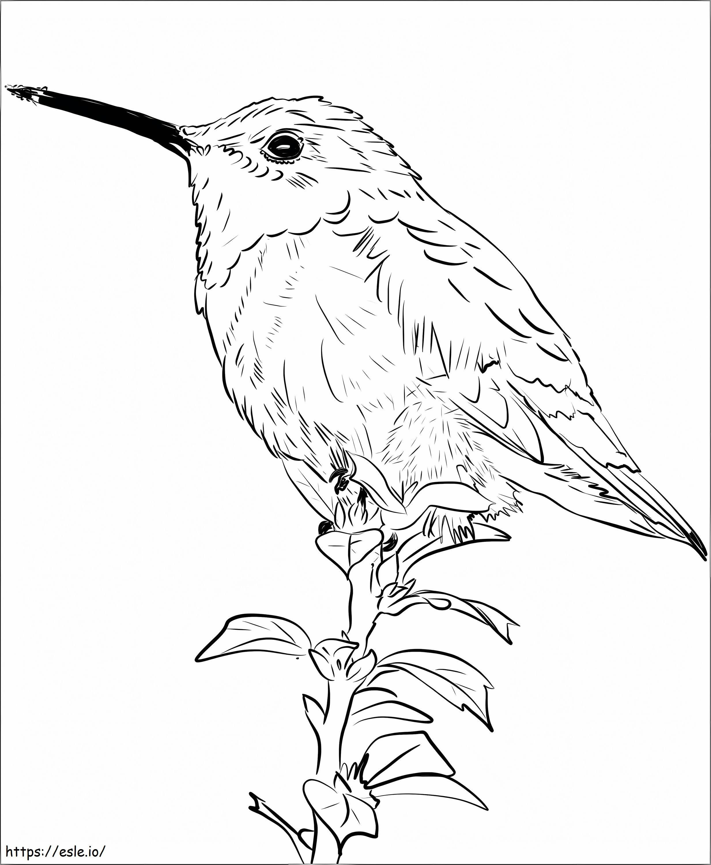 Hummingbird Perched On Flower coloring page