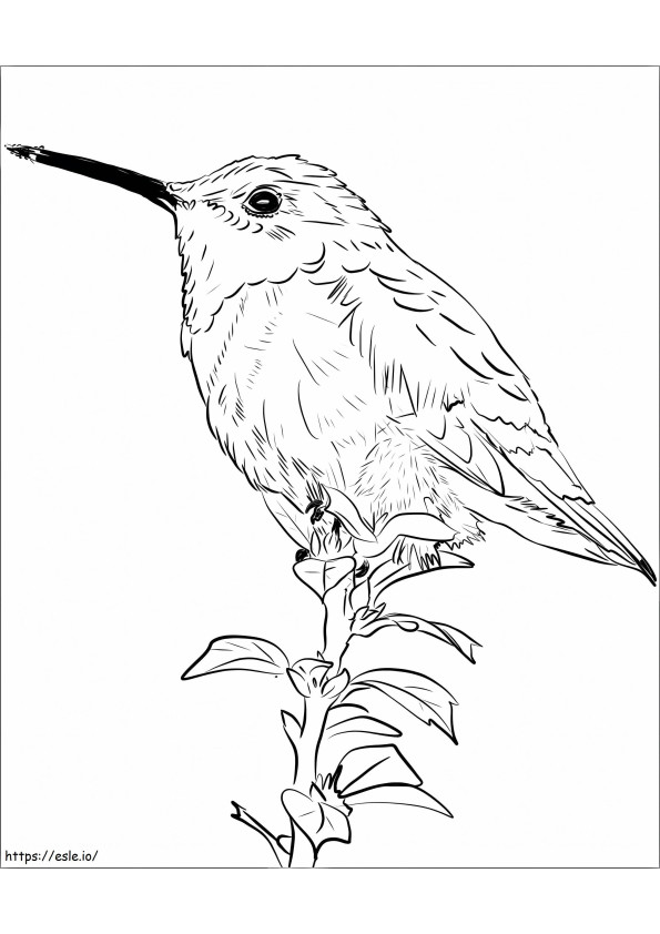 Burung Kolibri Bertengger Di Atas Bunga Gambar Mewarnai