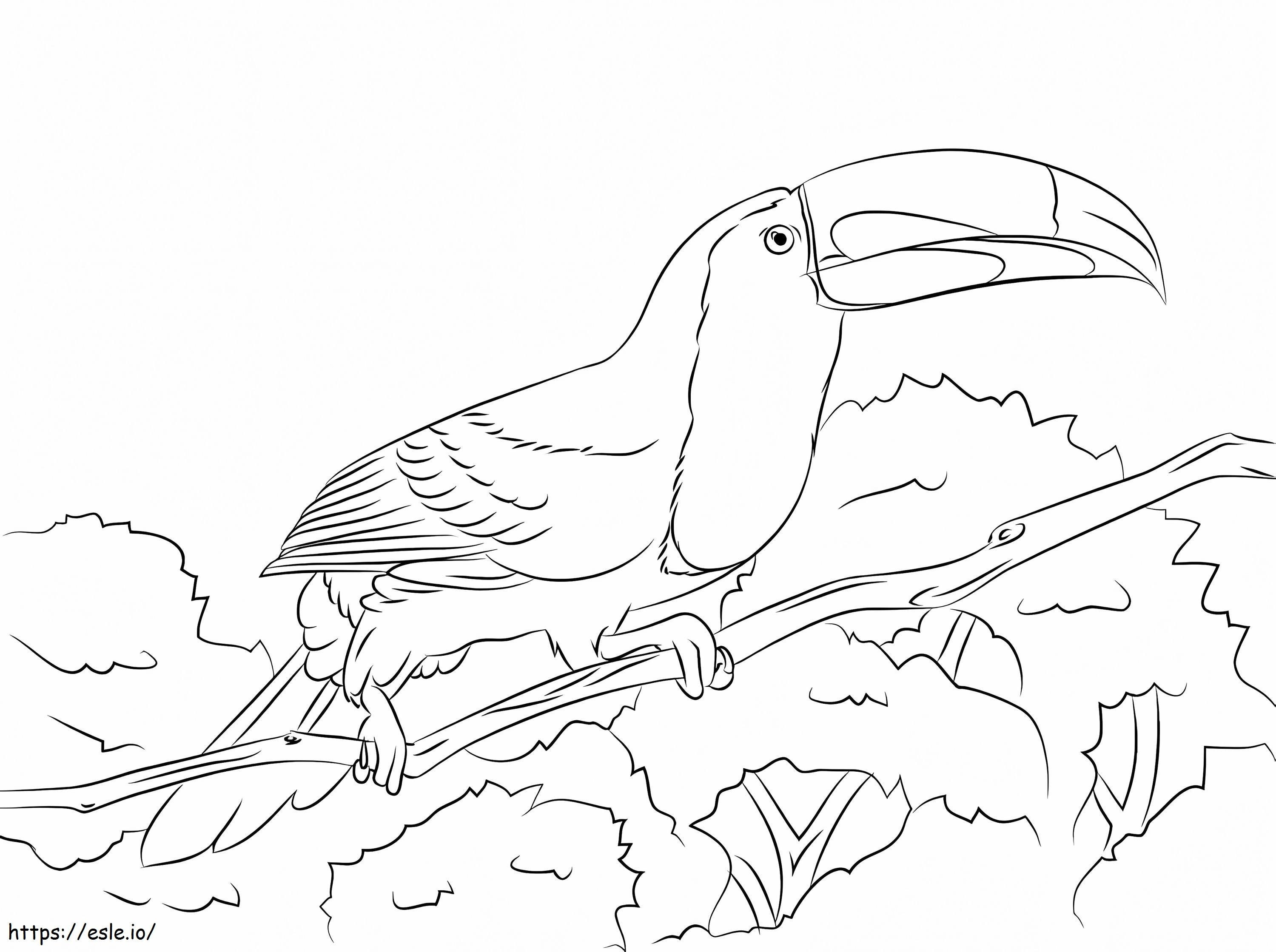 Coloriage Toucan à quille perché à imprimer dessin