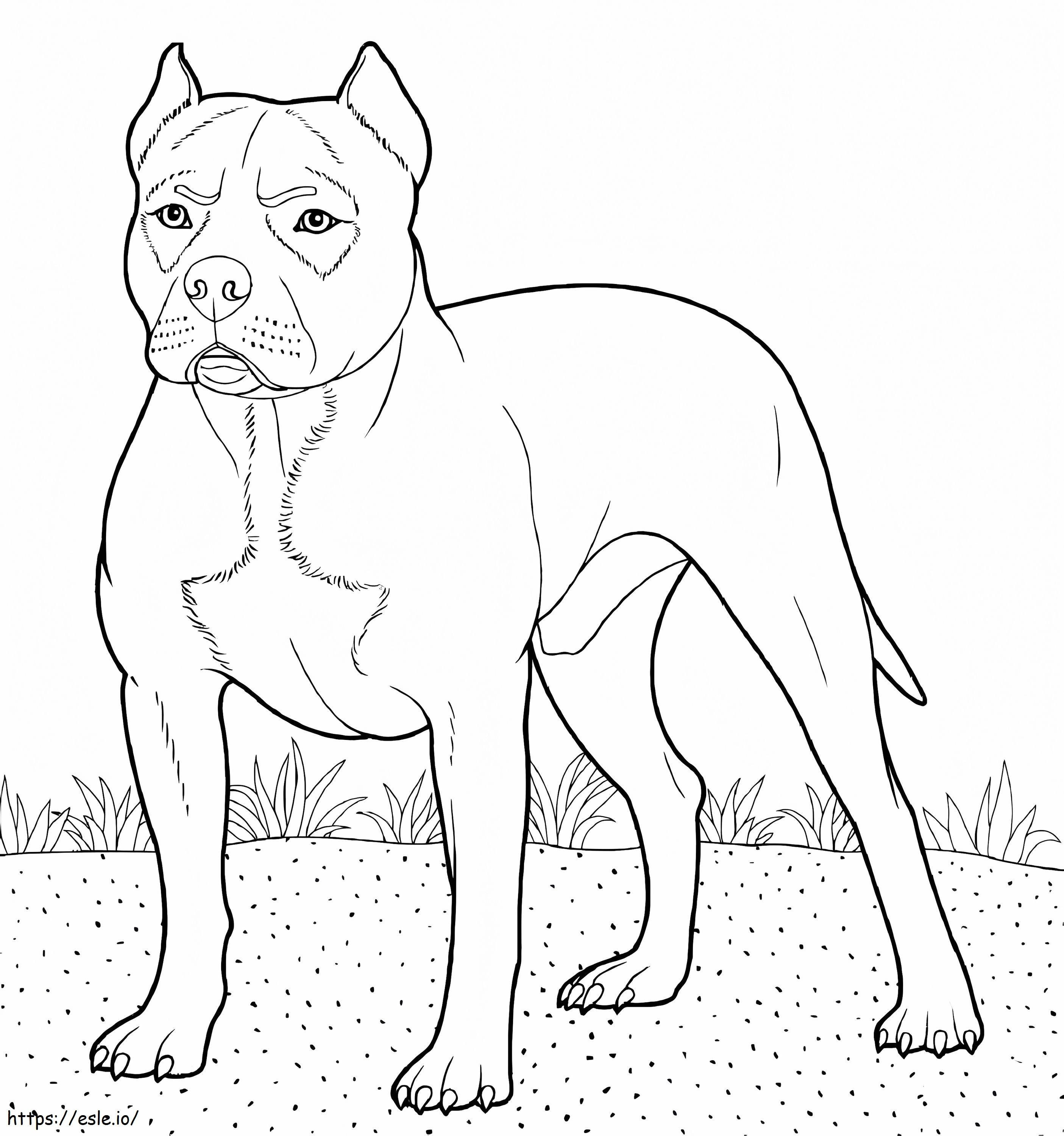 To Pitbull coloring page