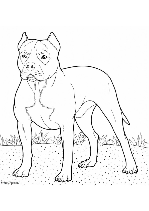 To Pitbull coloring page