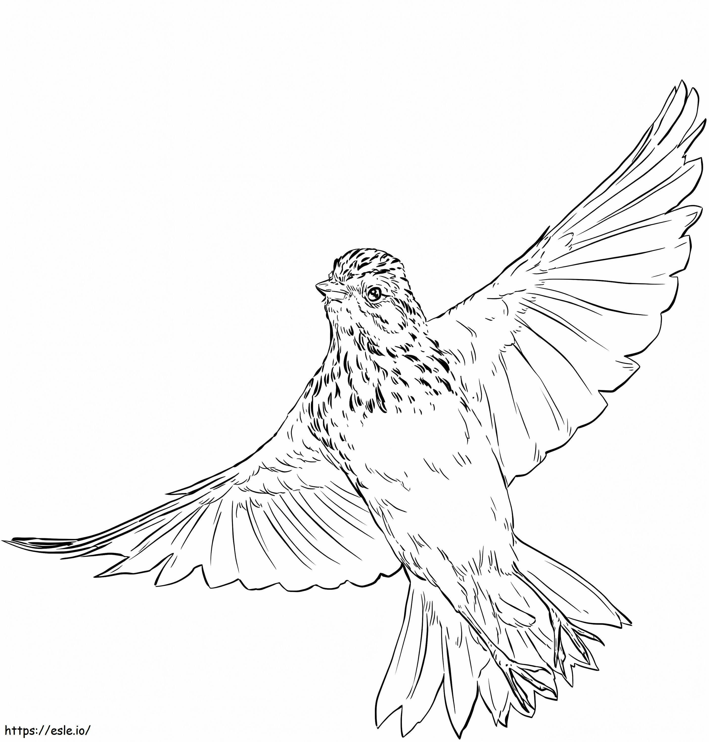 Vesper Sparrow Flying coloring page