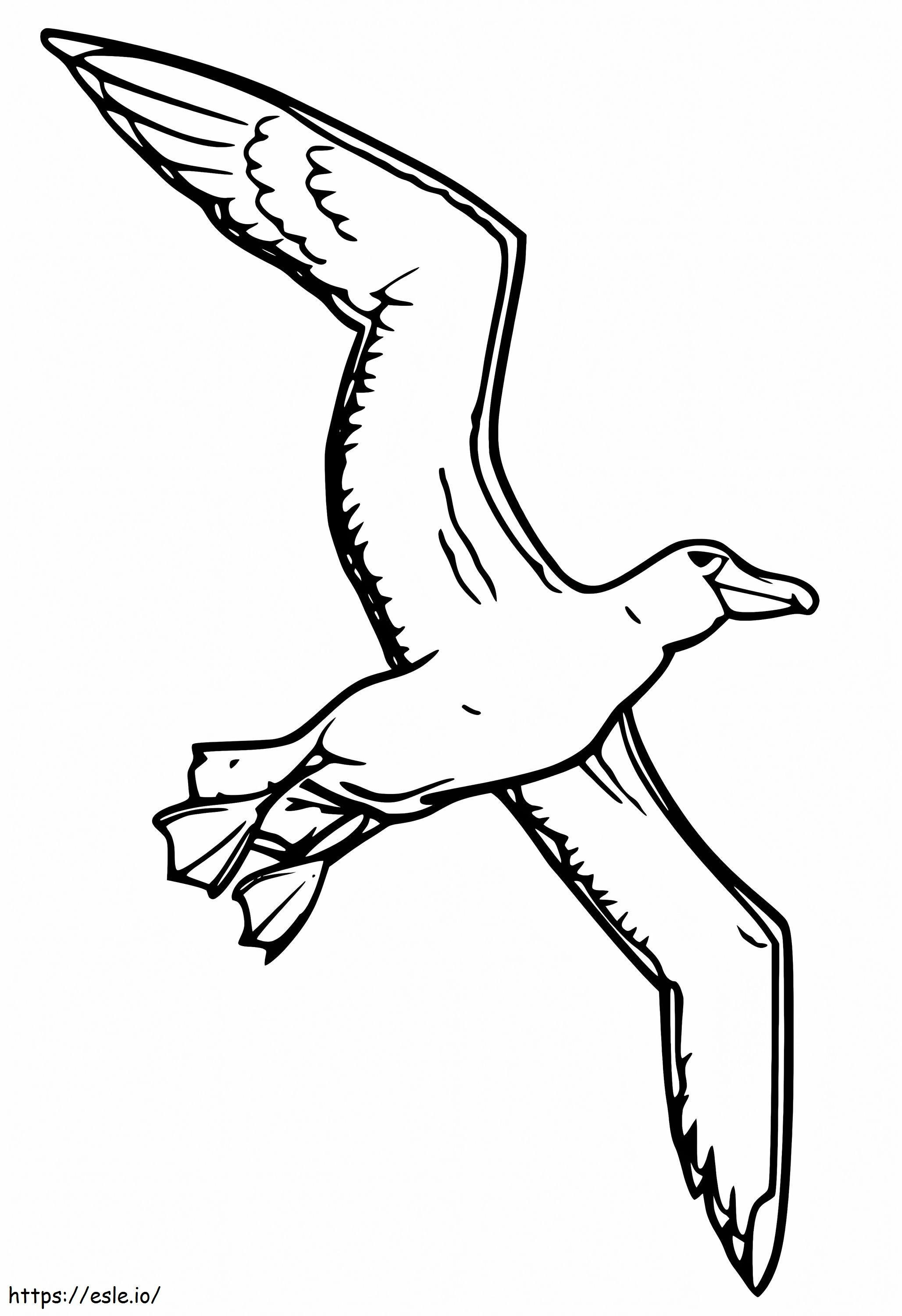 Albatros do druku kolorowanka