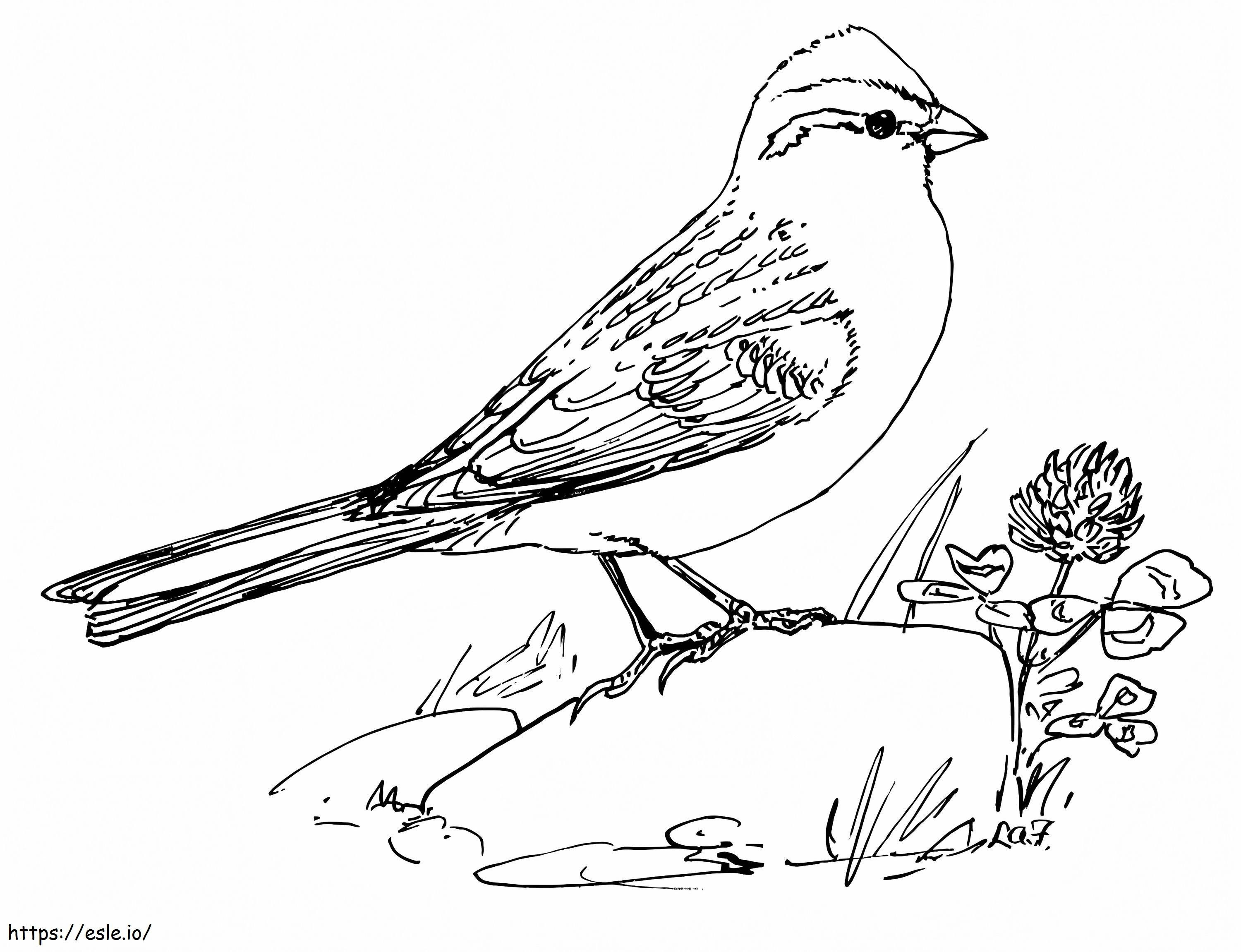 Chipping Sparrow 1 coloring page