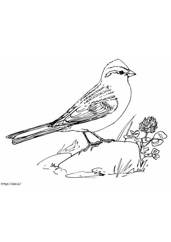 Chipping Sparrow 1 para colorir